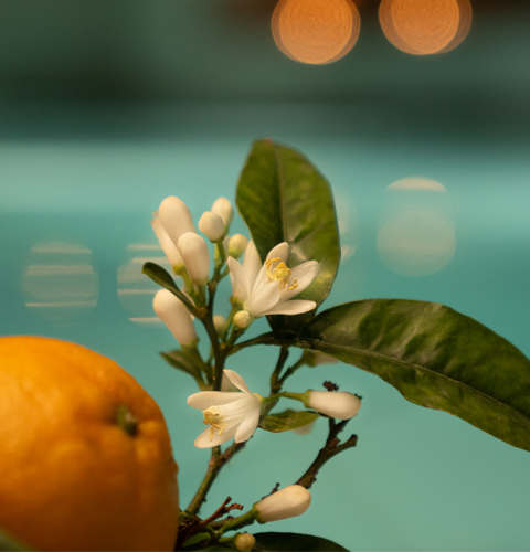 Orange Garden Ritual for Two
